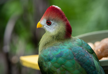 vibrant red crested turaco gets a close up head shot