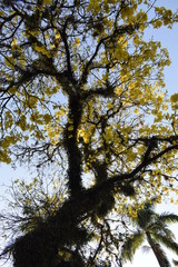 Ipê amarelo visto de baixo. Handroanthus 