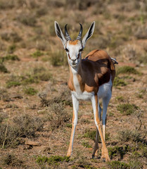 Springbok Antelope