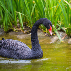 Black Swan in Pond