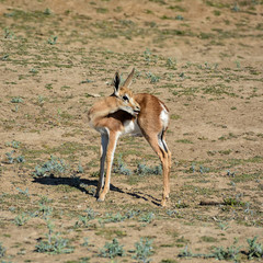 Juvenile Springbok