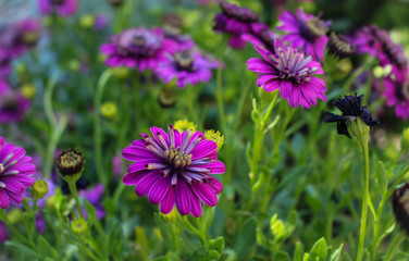 Obraz premium Flower Bed