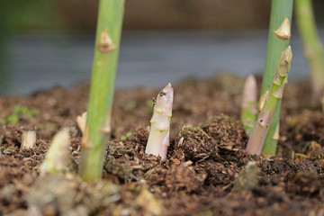 アスパラの新芽