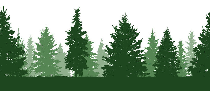 Seamless pattern. Forest, green fir trees silhouette. Vector