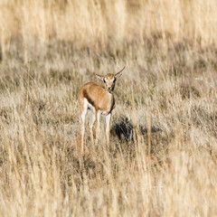 Juvenile Springbok