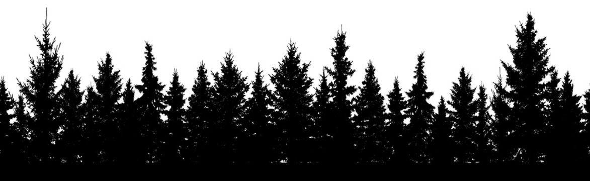 Seamless pattern. Forest of Christmas fir trees silhouette. Coniferous spruce.