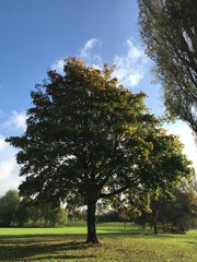 A tree on the ground