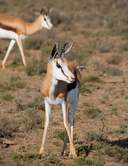 Springbok Portrait