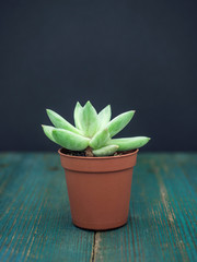 Natural green cactus, aloe succulent in a pot on wooden background