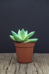 Natural green cactus, aloe succulent in a pot on wooden background