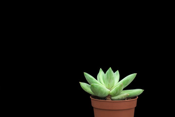 Natural green cactus, aloe succulent in a pot on black background