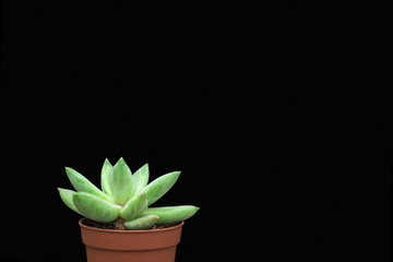 Natural green cactus, aloe succulent in a pot on black background