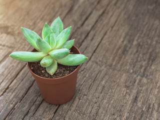 Natural green cactus, aloe succulent in a pot on wooden background