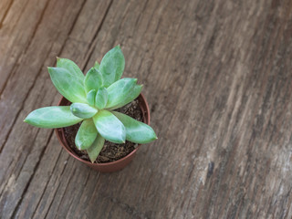 Natural green cactus, aloe succulent in a pot on wooden background