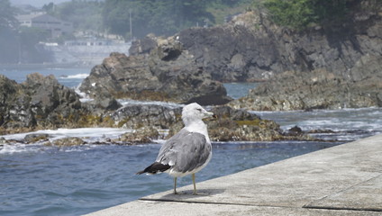 seagull on the beach