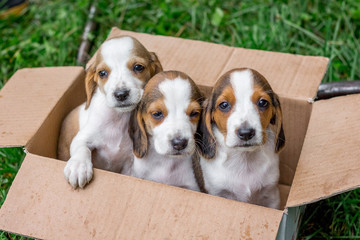 Thoroughbred puppies are Estonian hounds in a cardboard box. Sale of young dogs_