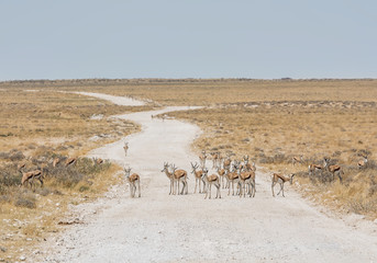 Fototapeta na wymiar Springbok Antelope