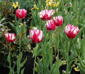 Blooming tulips in a flowerbed closeup view