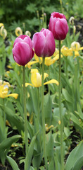 Blooming tulips in a flowerbed closeup view