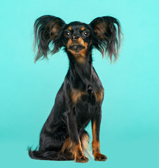 Toy Terrier Dog on Isolated Blue Background in studio