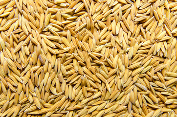 Background and wallpaper by pile of paddy rice and rice seed.