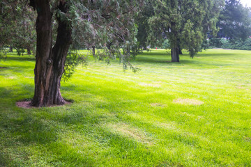 Summer lawn at sunset
