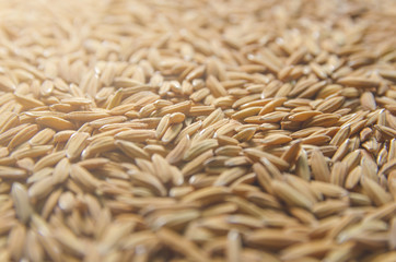 Obraz premium Background and wallpaper by pile of paddy rice and rice seed.