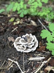 mushroom in forest