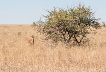 Male Steenbok Antelope