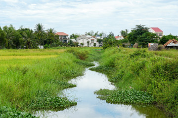 Obraz premium Fresh stream running through lush green field in Central Vietnam, near Hoi An.