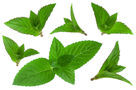 Mint herb leaf collection on white