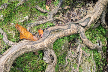 Fototapeta na wymiar Root with moss in forest.