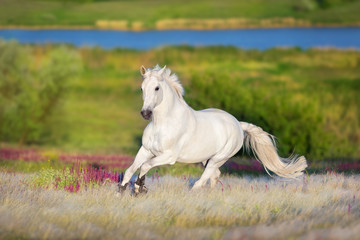 Obraz na płótnie Canvas White horse free run in white stipa grass