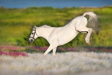 Plakat White horse free run in white stipa grass