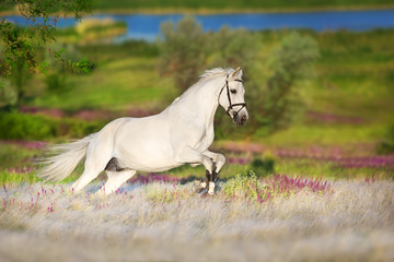 Fototapeta na wymiar White horse free run in white stipa grass