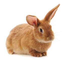 One brown rabbit.