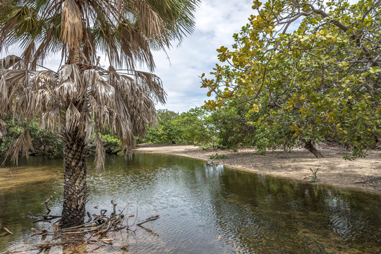 Trees in the middle of a calm river in northern Brazil