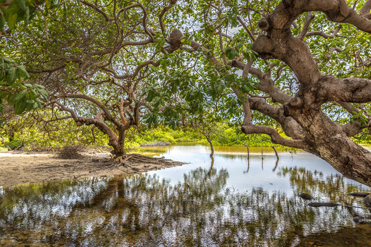 Trees in the middle of a calm river in northern Brazil