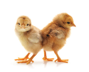 Fototapeta premium Two small chickens.