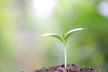 Young green plant growing
