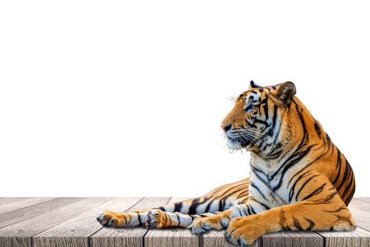 Tiger Isolated On White Background