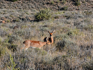 Steenbok