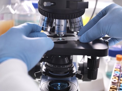 Sample placed under light microscope
