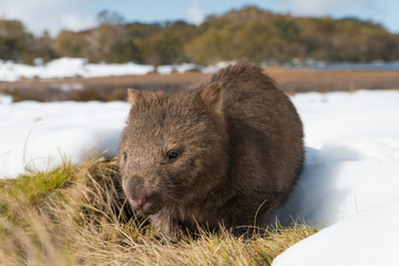 Vombatus ursinus,  Common or  coarse-haired, bare-nosed wombat - Endemic Australian Marsupial Animal grazing in wild natural habbitat in winter with snow around the burrow.