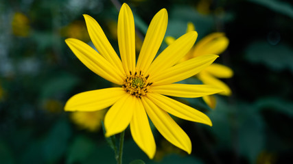 yellow flower macro