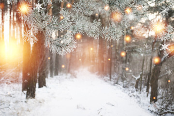 Christmas background. Winter forest with glowing snowflakes. Christmas forest with snowy road. Pine branches with hoarfrost. Xmas and New Year time in december