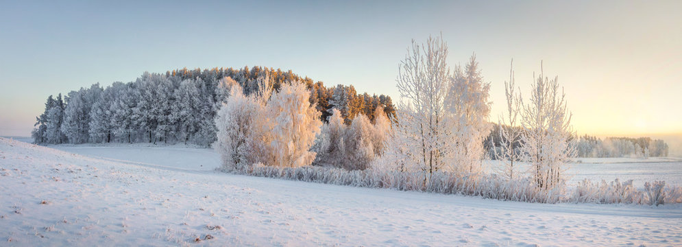 Fototapeta Panorama of winter nature landscape. Panoramic view on frosty trees on snowy meadow in morning with warm yellow sunlight. Christmas background. Xmas time. Wonderful winter