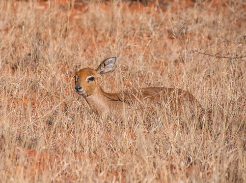 Female Steenbok Antelope
