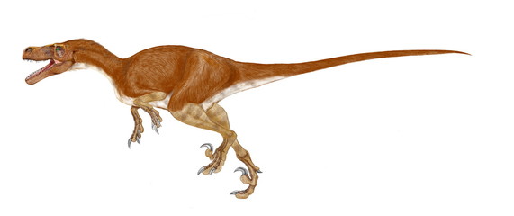 ドロマエオサウルス(走るトカゲ）の2パターンと組み合わせ画像。イラストの原画は2006年に個別に描き、のちにPart1とPart2を重ねて2体の画像に構成した。1.8メートルのラプトルである。