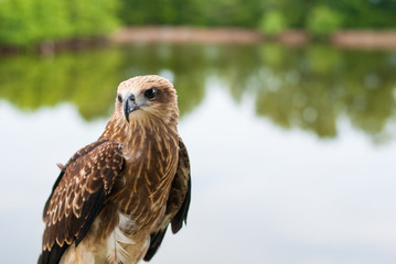 Healthy brown hawk standing portraited in front of lake background